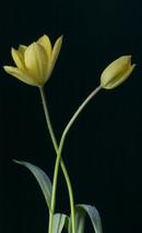 5214 Tulips